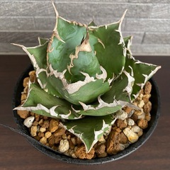 アガベ　夕映の画像