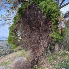 🌲【無料】イブキの木差し上げます！薪ストーブ・焚き火に最適🌲の画像