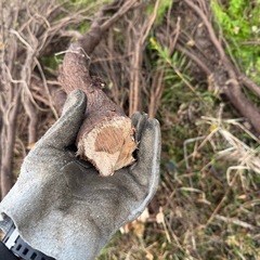 🌲【無料】イブキの木差し上げます！薪ストーブ・焚き火に最適🌲の画像