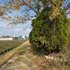 🌲【無料】イブキの木差し上げます！薪ストーブ・焚き火に最適🌲の画像