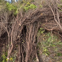 🌲【無料】イブキの木差し上げます！薪ストーブ・焚き火に最適🌲の画像