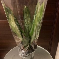 観葉植物　アグラオネマ　シルバー・クイーンの画像