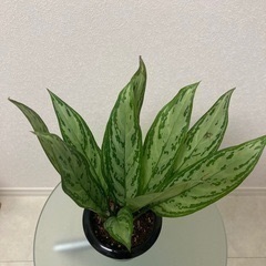 観葉植物　アグラオネマ　シルバー・クイーンの画像