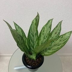 観葉植物　アグラオネマ　シルバー・クイーンの画像