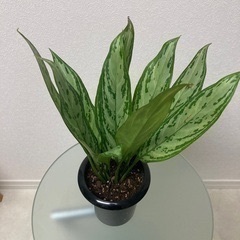 観葉植物　アグラオネマ　シルバー・クイーンの画像