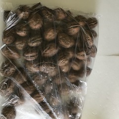 今年収穫オニグルミ500g差し上げますの画像