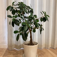 ガジュマルの画像