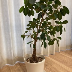 ガジュマルの画像