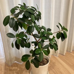 ガジュマルの画像