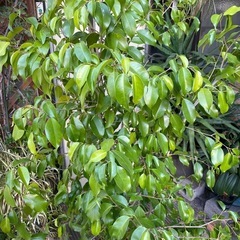 観葉植物　ベンジャミン　高さ１８０センチの画像