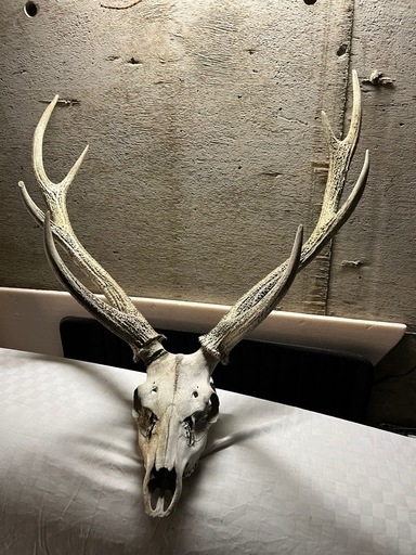 エゾシカ トロフィー 角