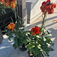 エリシマム　茶色よりのオレンジの画像