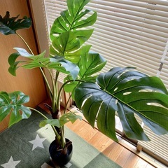 観葉植物　モンステラ　フェイク　の画像