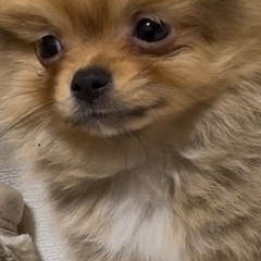 ちわポメの男の子2025年9月18日産まれ