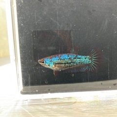 ベタ　プラカット　ペア　マルチカラー　ドラゴン×キャンディの画像