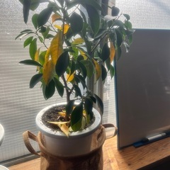 観葉植物・ジム閉業に伴う備品売却の画像