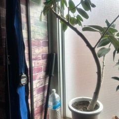 観葉植物・ジム閉業に伴う備品売却の画像