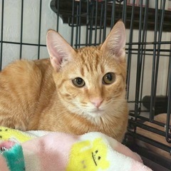 保護猫たちのお見合い会🐈湘南地区最大級30匹以上参加‼️お…