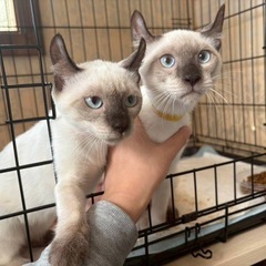 保護猫たちのお見合い会🐈湘南地区最大級30匹以上参加‼️お問合せ...