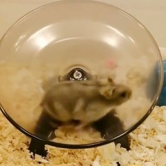 まわし車の画像