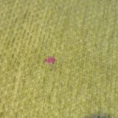 木製フレーム 2.5人掛け ベンチソファ 幅162cm ナチュラル×ライトグリーン 2Pソファ ソファー 長椅子 札幌市東区 新道東店の画像