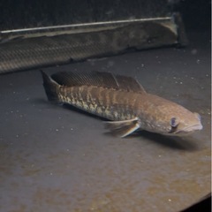 熱帯魚 スネークヘッド 水槽の画像