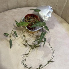 寒さ痛みの為値↓　小・中・大　シッサス アマゾニカ 観葉植物の画像