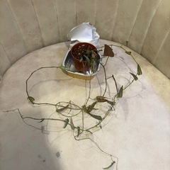 寒さ痛みの為値↓　小・中・大　シッサス アマゾニカ 観葉植物の画像