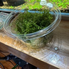 ブルーベルベットシュリンプ8匹の画像