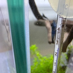 ブルーベルベットシュリンプ8匹の画像