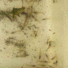 【ミナミヌマエビ約60匹（300円）】＋【エビ専用エサ（無料）】＋【手ぶらＯＫ】の画像