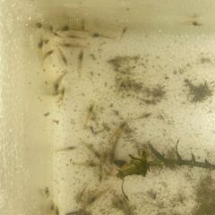 【ミナミヌマエビ約60匹（300円）】＋【エビ専用エサ（無料）】＋【手ぶらＯＫ】の画像