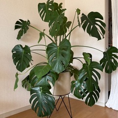 【12/13まで】モンステラ（スタンド植木鉢なし）の画像