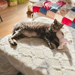 こたつふとんの画像