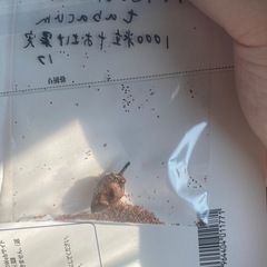 南アメリカ大陸ニコチアナタバカム　遺伝子組み換えなし、　の画像