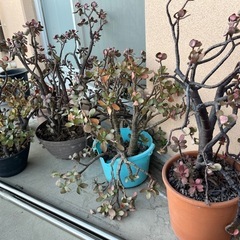 多肉植物セットの画像