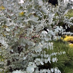 ユーカリの枝　ドライフラワーやポプリ等にどうぞ　　の画像