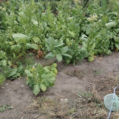 南アメリカ大陸ニコチアナタバカム　遺伝子組み換えなし、　の画像