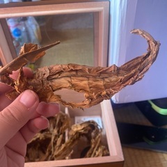 葉っぱのオブジェの画像