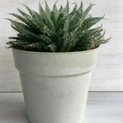 多肉植物　ハオルチア　アラクノイデアの画像