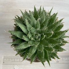 多肉植物　ハオルチア　アラクノイデアの画像