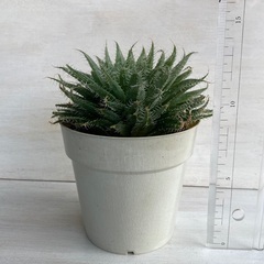 多肉植物　ハオルチア　アラクノイデアの画像