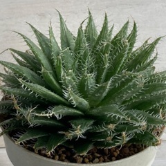 多肉植物　ハオルチア　アラクノイデアの画像