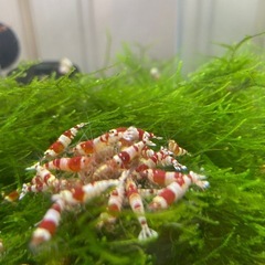 レッドビーシュリンプ①の画像