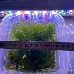 ウィローモス①の画像