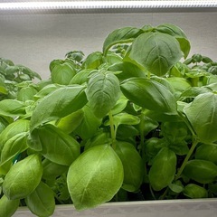★水耕栽培で育てた無農薬のバジル★野菜★体に優しい★の画像