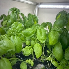 ★水耕栽培で育てた無農薬のバジル★野菜★体に優しい★の画像