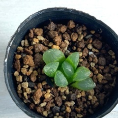 多肉植物　ハオルチア　大窓オブツーサ　マスカットOB5の画像