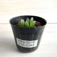 多肉植物　ハオルチア　大窓オブツーサ　マスカットOB5の画像