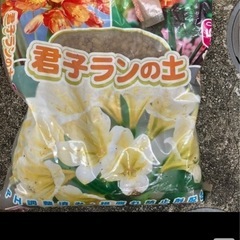 ジフィーポット、エコポット、洋蘭の堆肥、君子ランの土の画像